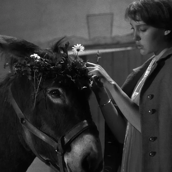Czarno-białe zdjęcie przedstawia młodą kobietę, która delikatnie zakłada wianek z kwiatów na głowę osiołka. Zwierzę stoi spokojnie, a scena ma cichy, melancholijny nastrój.