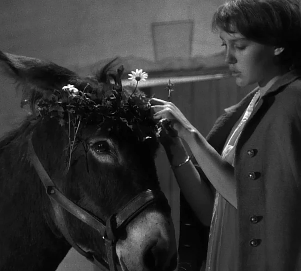A black-and-white photo shows a young woman gently placing a flower wreath on a donkey’s head. The animal stands calmly, and the scene has a quiet, melancholic atmosphere.