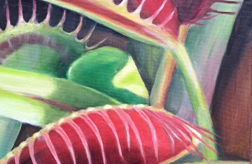 obraz przedstawia roślinę muchołówkę